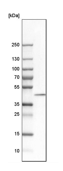 Western blot - Anti-EDJ antibody (AB224082), expandable thumbnail