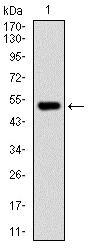 Western blot - Anti-EDR1 / PHC1 antibody [1F3F3] (AB175424)
