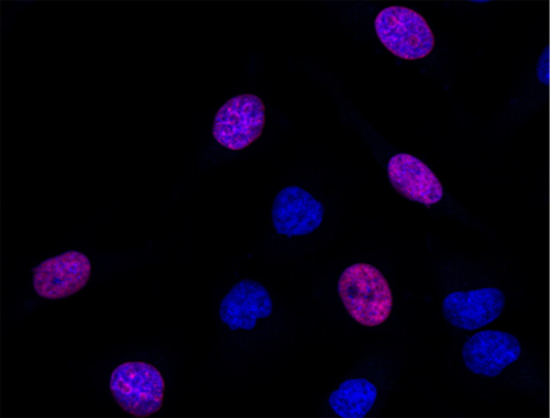 Fluorescence Microscopy - EdU Assay / EdU Staining Proliferation Kit (iFluor 647) (AB222421), expandable thumbnail