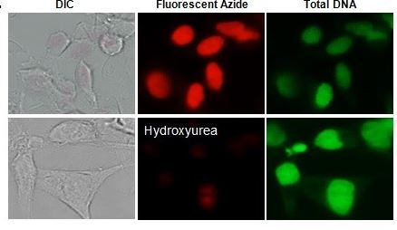 Fluorescence Microscopy - EdU DNA Synthesis Monitoring Kit Flow Cytometry (AB287859), expandable thumbnail