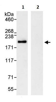 Immunoprecipitation - Anti-EEA1 antibody (AB264245)