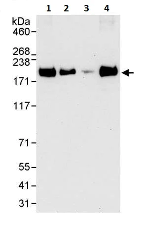 Western blot - Anti-EEA1 antibody (AB264245)
