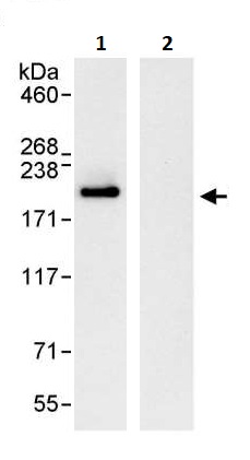 Immunoprecipitation - Anti-EEA1 antibody (AB264246), expandable thumbnail