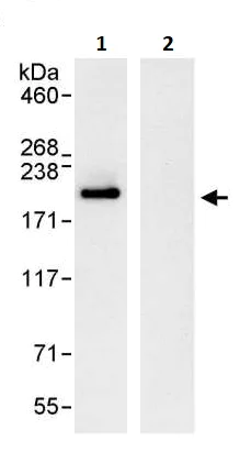 Immunoprecipitation - Anti-EEA1 antibody (AB264246)