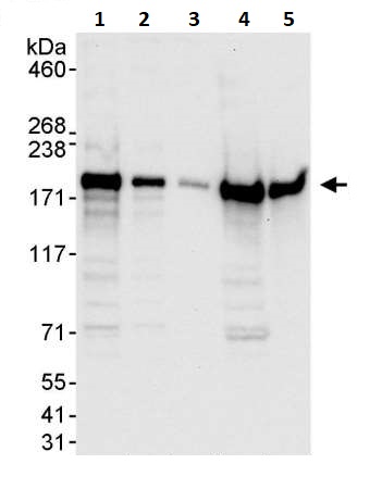 Western blot - Anti-EEA1 antibody (AB264246), expandable thumbnail
