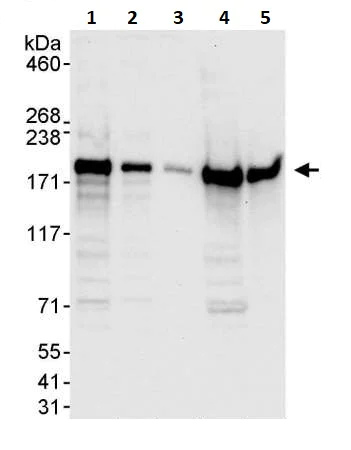 Western blot - Anti-EEA1 antibody (AB264246)