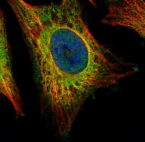 Immunocytochemistry/ Immunofluorescence - Anti-EEA1 antibody - C-terminal (AB137403)