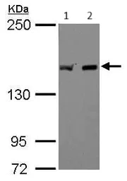 Western blot - Anti-EEA1 antibody - C-terminal (AB137403)