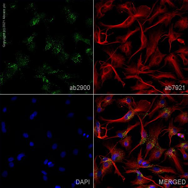Immunocytochemistry/ Immunofluorescence - Anti-EEA1 antibody - Early Endosome Marker (AB2900), expandable thumbnail