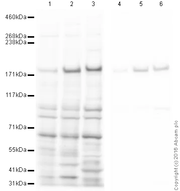 Western blot - Anti-EEA1 antibody - Early Endosome Marker (AB2900)