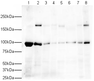 Western blot - Anti-EEA1 antibody - Early Endosome Marker (ab2900), expandable thumbnail