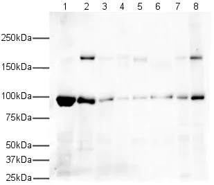 Western blot - Anti-EEA1 antibody - Early Endosome Marker (AB2900)