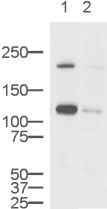 Western blot - Anti-EEA1 antibody - Early Endosome Marker (AB2900)