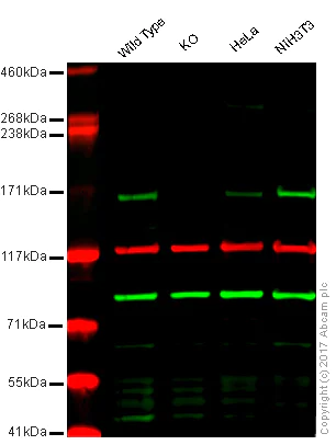 Western blot - Anti-EEA1 antibody - Early Endosome Marker (AB2900)