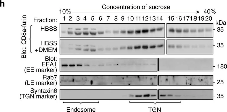 Western blot - Anti-EEA1 antibody - Early Endosome Marker (AB2900)