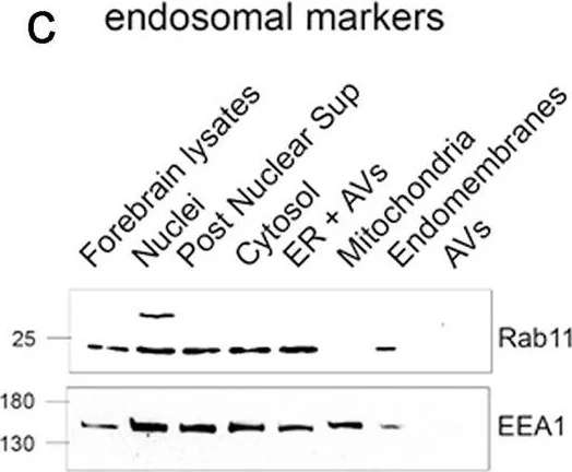 Western blot - Anti-EEA1 antibody - Early Endosome Marker (AB2900)