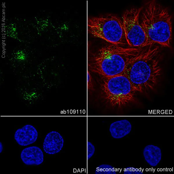 Immunocytochemistry/ Immunofluorescence - Anti-EEA1 antibody [EPR4245] - BSA and Azide free (AB239942)