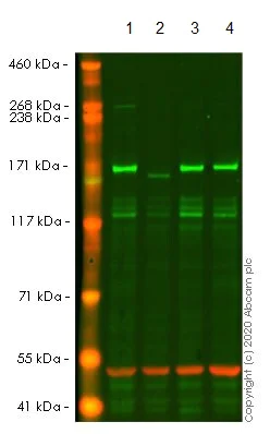 Western blot - Anti-EEA1 antibody [EPR4245] - BSA and Azide free (AB239942)
