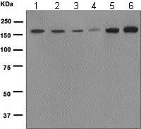 Western blot - Anti-EEA1 antibody [EPR4245] - Early Endosome Marker (AB109110)