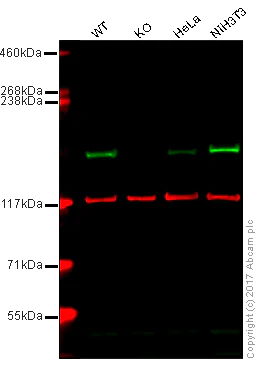 Western blot - Anti-EEA1 antibody [EPR4245] - Early Endosome Marker (AB109110)
