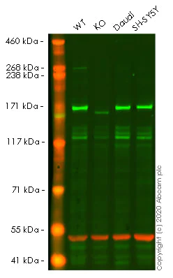 Western blot - Anti-EEA1 antibody [EPR4245] - Early Endosome Marker (AB109110)
