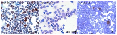 Immunocytochemistry - Anti-EED antibody [163C] (AB126542)