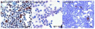 Immunocytochemistry - Anti-EED antibody [163C] (AB126542)