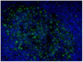 Immunocytochemistry/ Immunofluorescence - Anti-EED antibody [163C] (AB126542)