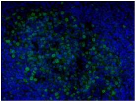 Immunocytochemistry/ Immunofluorescence - Anti-EED antibody [163C] (AB126542)