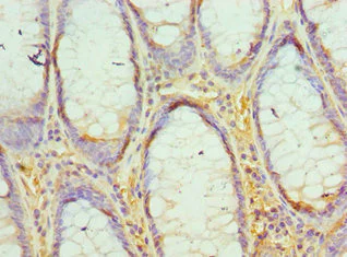 Immunohistochemistry (Formalin/PFA-fixed paraffin-embedded sections) - Anti-EED antibody (AB236292)