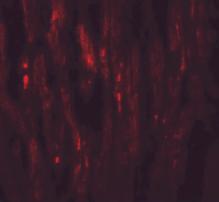 Immunocytochemistry/ Immunofluorescence - Anti-EED antibody (AB254569)