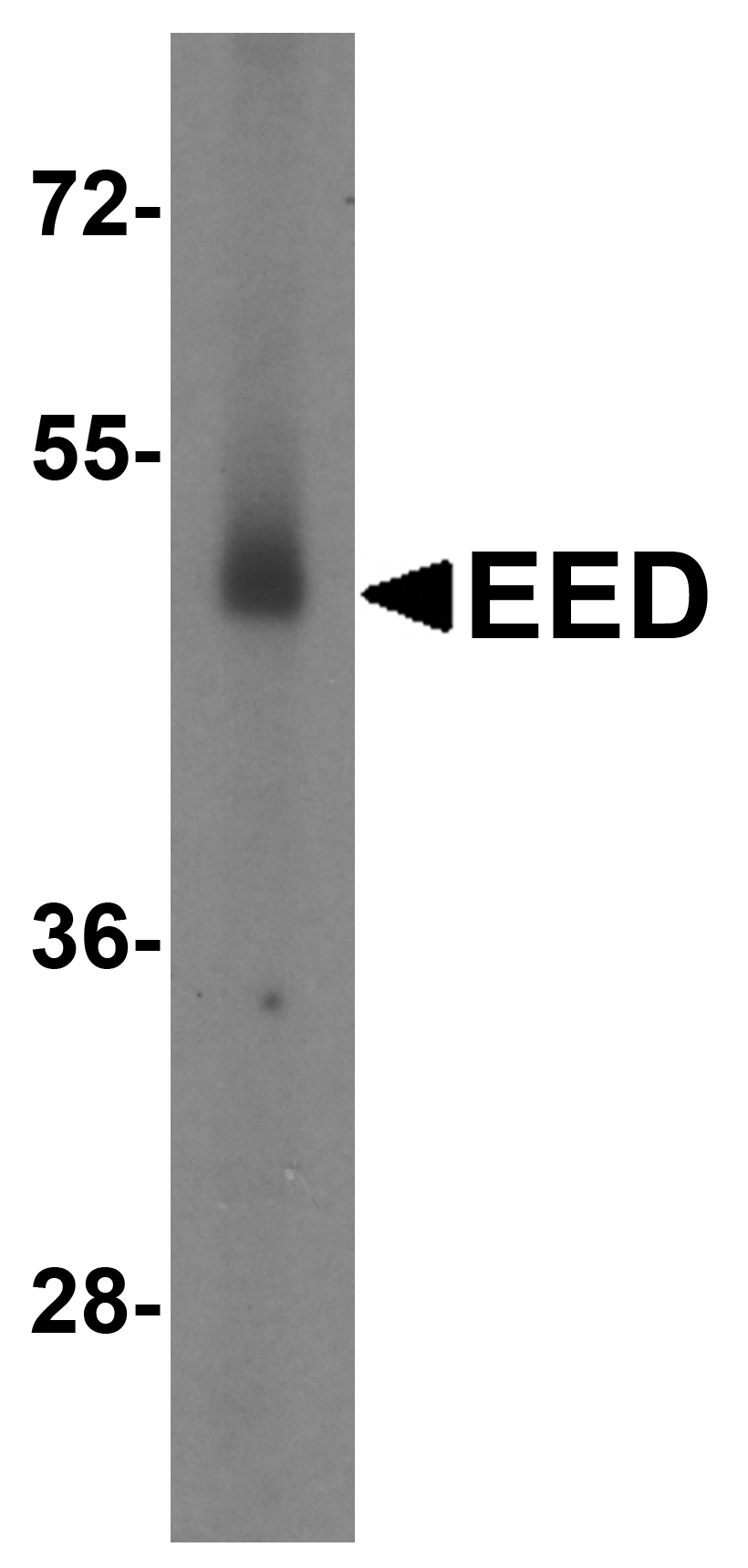 Western blot - Anti-EED antibody (AB254569)