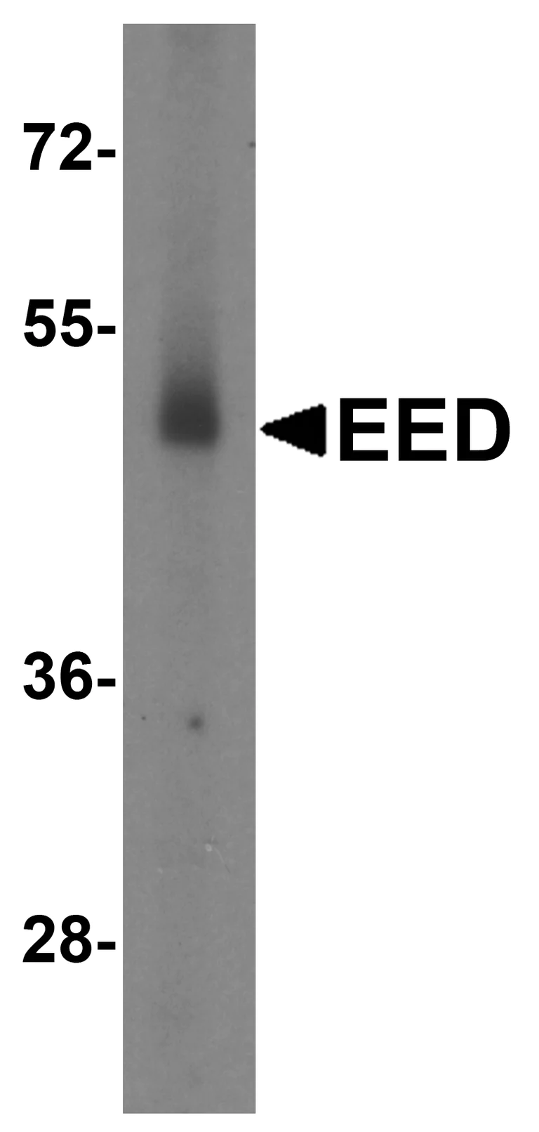 Western blot - Anti-EED antibody (AB254569)