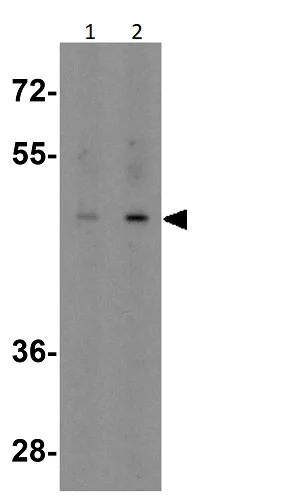 Western blot - Anti-EED antibody (AB254569)