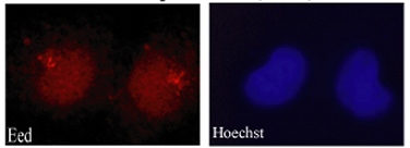 Immunocytochemistry/ Immunofluorescence - Anti-EED antibody (AB4469)