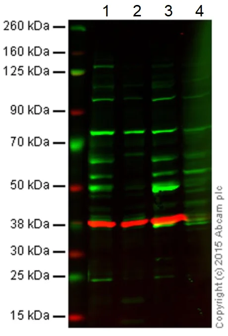 Western blot - Anti-EED antibody (AB4469)