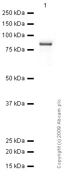 Western blot - Anti-EED antibody (AB4469)