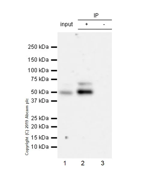 Immunoprecipitation - Anti-EED antibody [EPR23043-5] - BSA and Azide free (AB264566)