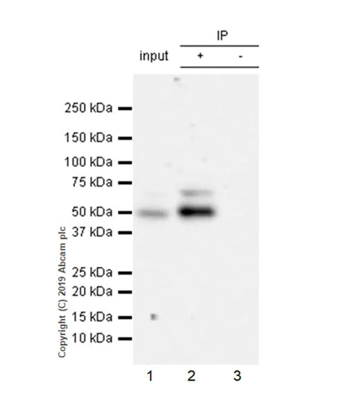 Immunoprecipitation - Anti-EED antibody [EPR23043-5] - BSA and Azide free (AB264566)