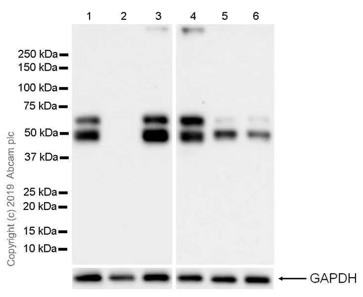 Western blot - Anti-EED antibody [EPR23043-5] - BSA and Azide free (AB264566)
