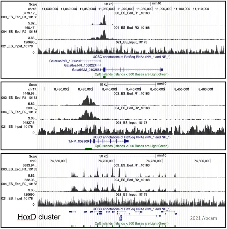 ChIP-sequencing - Anti-EED antibody [EPR23043-5] - ChIP Grade (AB240650)