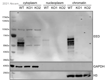 Western blot - Anti-EED antibody [EPR23043-5] - ChIP Grade (AB240650)