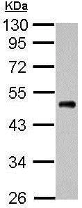 Western blot - Anti-eEF1A1/EF-Tu antibody (AB210089)