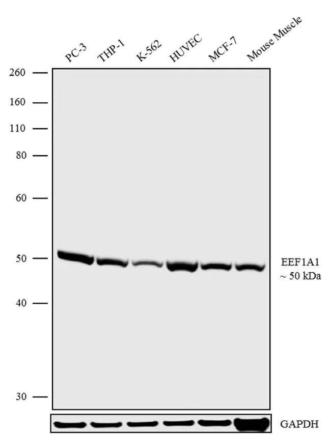 Western blot - Anti-eEF1A1/EF-Tu antibody [RP23040225] (AB308036)
