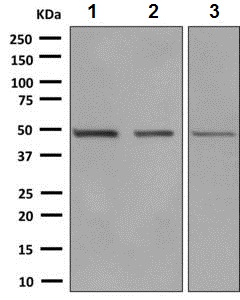 Western blot - Anti-eEF1A1/EF-Tu + eEF1A1 + EE1AL3/EEF1A1P5 antibody [EPR9470] (AB140632)