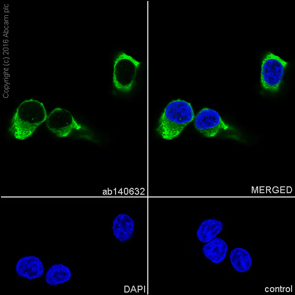 Immunocytochemistry/ Immunofluorescence - Anti-eEF1A1/EF-Tu + eEF1A1 + EE1AL3/EEF1A1P5 antibody [EPR9470] - BSA and Azide free (AB186380)