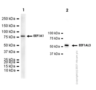 Western blot - Anti-eEF1A1/EF-Tu + eEF1A1 + EE1AL3/EEF1A1P5 antibody [EPR9470] - BSA and Azide free (AB186380)