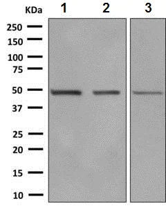 Western blot - Anti-eEF1A1/EF-Tu + eEF1A1 + EE1AL3/EEF1A1P5 antibody [EPR9470] - BSA and Azide free (AB186380)