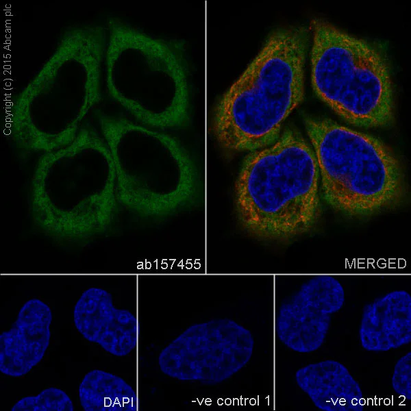 Immunocytochemistry/ Immunofluorescence - Anti-eEF1A1/EF-Tu + eEF1A1 + EE1AL3/EEF1A1P5 antibody [EPR9471] (AB157455)