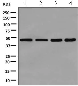 Western blot - Anti-eEF1A1/EF-Tu + eEF1A1 + EE1AL3/EEF1A1P5 antibody [EPR9471] (AB157455)